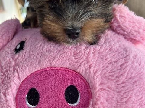 Adorable yorkshire terrier 1500 29000 Quimper