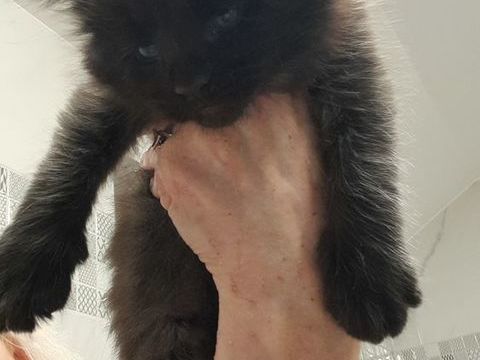 Chaton Maine Coon Mâle 0 57000 Metz