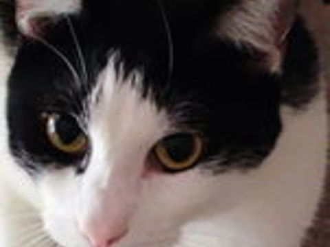BAYARD CHAT NOIR & BLANC 3 ANS 195 92260 Fontenay-aux-roses