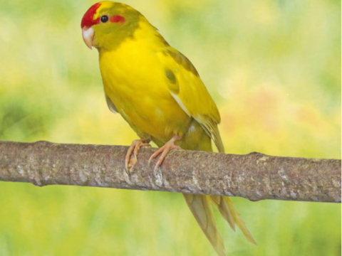 Kakarikis panachés mâles et femelles 30 68740 Balgau