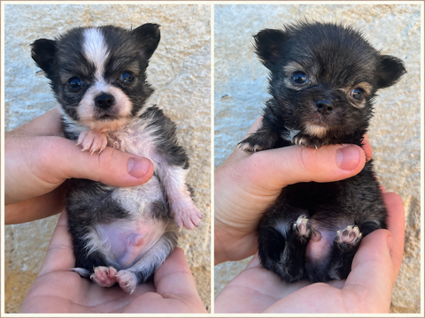 Magnifiques chiots chihuahuas non lof 900 24750 Champcevinel