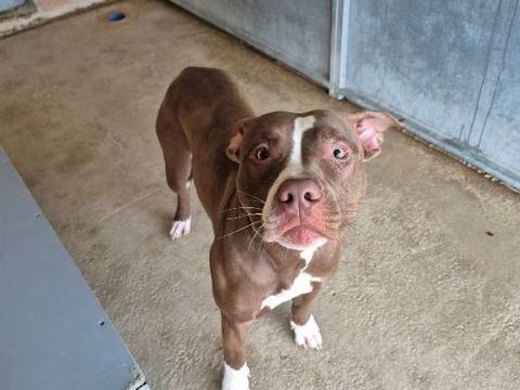 Chien BULMA &agrave; l adoption 210 13001 Marseille