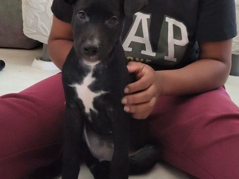 Stella,3 mois,cherche un bon foyer 220 92390 Villeneuve-la-garenne