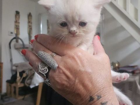 Chaton scottish croise fold 0 59280 Armentières