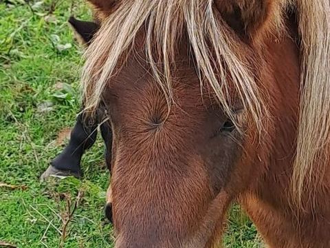 tr&egrave;s belle ponette shetland de 3 ans 1500 72200 La fl�che