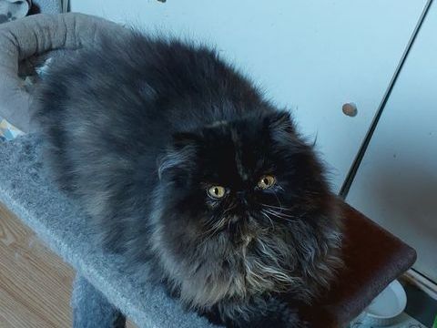 Superbe jeune  Persane 600 95500 Le thillay