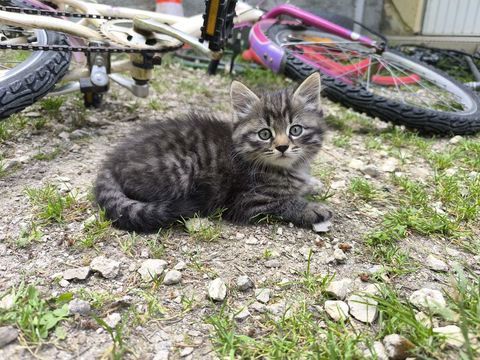 3 chatons m&acirc;les tigr&eacute;s crois&eacute;s sib&eacute;riens &agrave; r&eacute;server 0 27220 La boissi�re