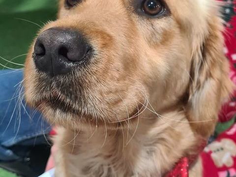ASTUCE femelle type golden retriever 1 an 100 33230 Coutras