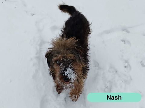 Nash, welsh terrier &agrave; adopter 220 18210 Bessais-le-fromental