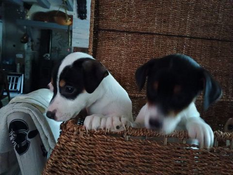 2 magnifiques chiots jack Russell &agrave; l adoption .  1000 49160 Saint-philbert-du-peuple