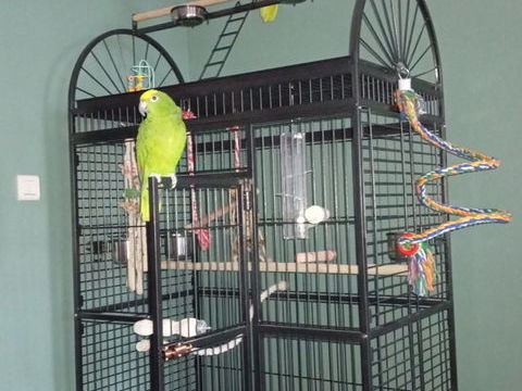 Couple amazone à front jaune 2000 62111 Bienvillers-au-bois