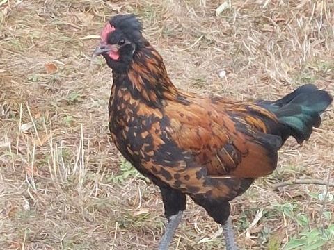 Magnifique coq nain de 3 mois
15 51390 Saint-euphraise-et-clairizet