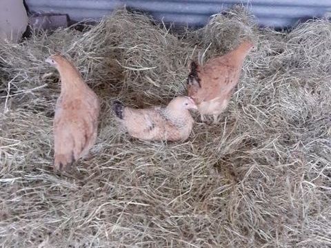 Jeunes couples Marradunia 20 27400 Canappeville