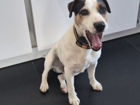 Donne jack russel m&acirc;le 0 85200 Fontenay-le-comte