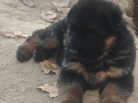 CHIOT BERGER ALLEMAND GRANDE GABARIE POILS LONGS 0 33710 Tauriac