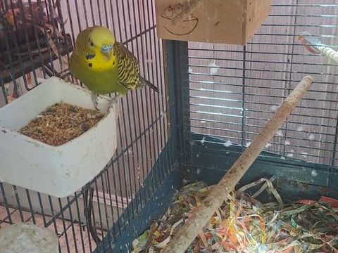 oiseaux: callopsite, cannaris, ins&eacute;parables 25 30430 M�jannes-le-clap