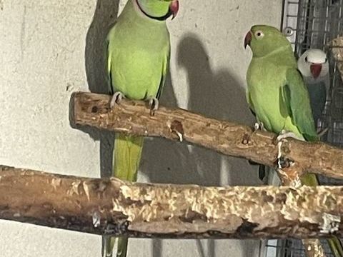 Couple perruche a collier 160 91800 Boussy-saint-antoine