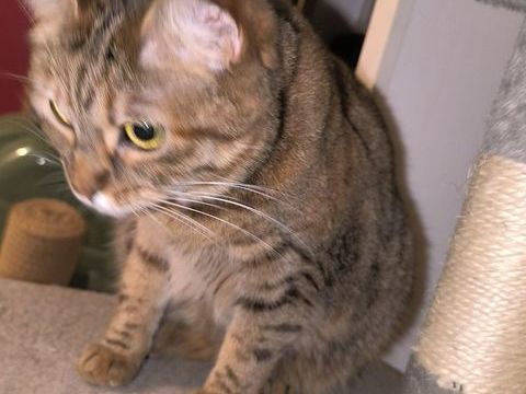 Donne Minette cause allergie 0 30190 Saint-geni�s-de-malgoir�s