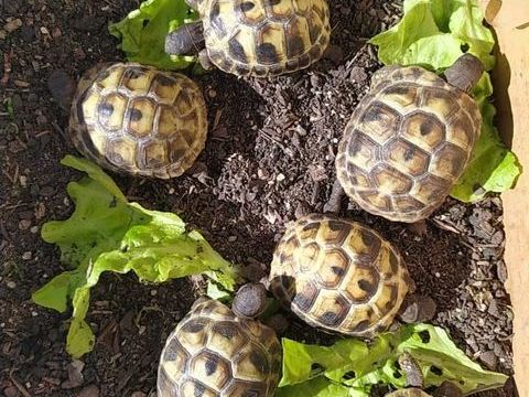 bébés tortues 60 84250 Le thor