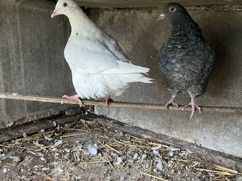 couple de pigeon texan 20 03510 Molinet