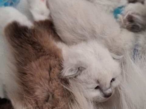 Sacr&eacute;s de birmanie ch&acirc;tons 1000 56500 Locmin�