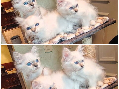 Chatons Sacr&eacute; de Birmanie LOOF - 2 m&acirc;les et 1 femelle Fr&eacute;jus 83 1500 83600 Fréjus