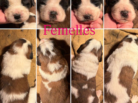Don Chiots saint Bernard 0 56160 Persquen