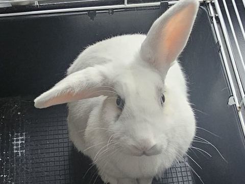 Lapin 60 67390 Ohnenheim