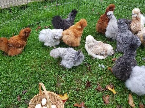 Oeuf f&eacute;cond&eacute;, poussin, poule, coq Soie . 34 77540 Courpalay