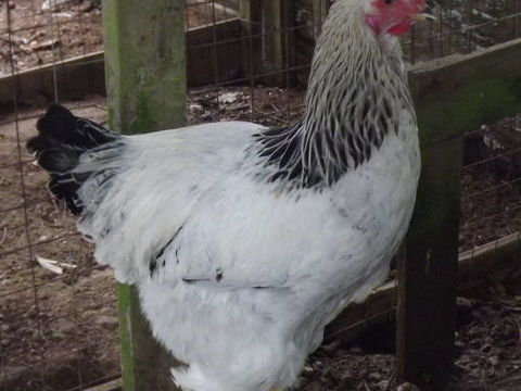 brahma hermin&eacute; 15 44130 Blain