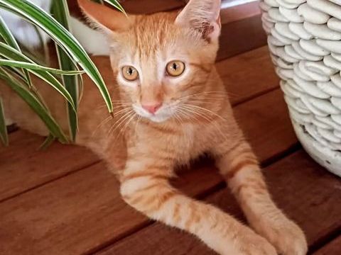✨️ NIRO ✨️ 🐱 210 59000 Lille