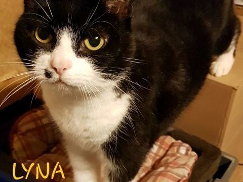 Chatte européenne blanche et noire 240 35520 Melesse