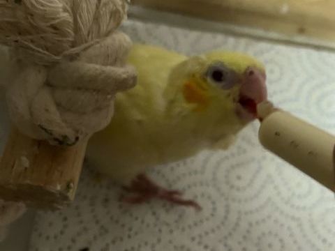 Femelle calopsitte eam lutino 130 59262 Sainghin-en-m�lantois