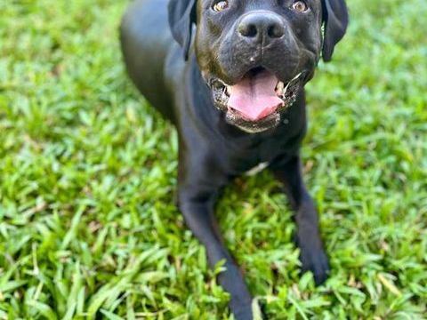 Tito, m&acirc;le crois&eacute; berger, n&eacute; le 10/02/2022 🐶 380 92000 Nanterre