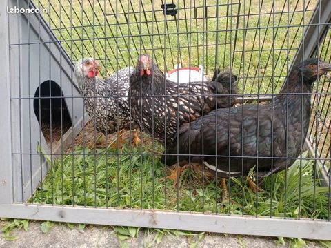  poussins wyandotte 10 35250 Saint-germain-sur-ille