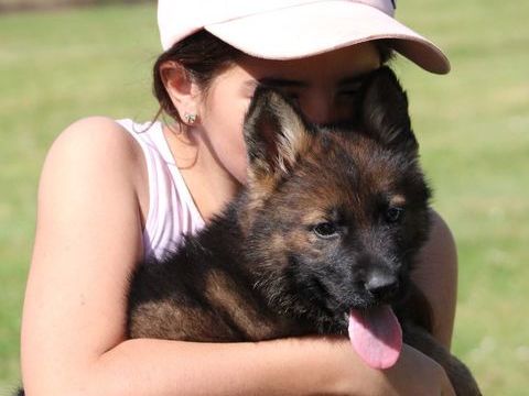 Chiot Berger Allemand gris  non lof 800 44000 Nantes