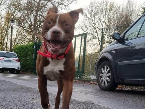 TATUM est un chien g&eacute;nial ! 350 60000 Allonne