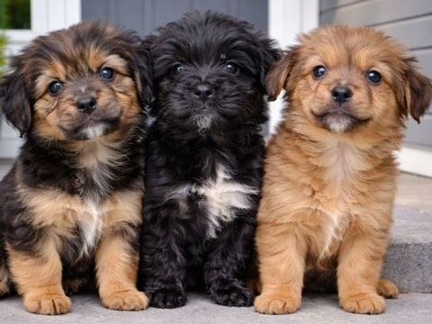 Chiots x yorkshire  599 27500 Bourneville