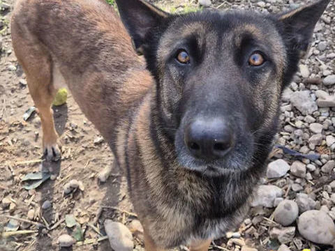 Bella 230 26700 Pierrelatte