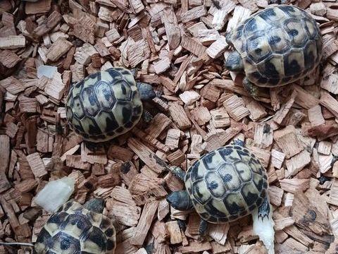 Tortues GRECQUES n&eacute;es pendant l'&eacute;t&eacute; 2025 40 30000 Nîmes