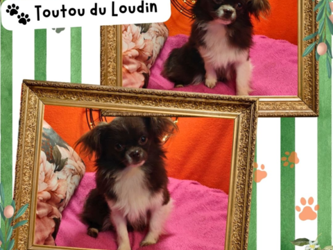 Chiot chihuahua m&acirc;le poils longs 500 18140 Pr�cy