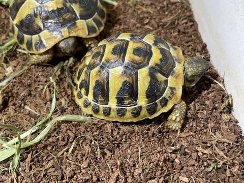 Tortue de terre 40 30100 Al�s