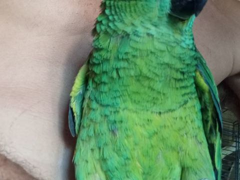 Jeune perroquet Amazone &agrave; fond bleu 800 67970 Oermingen