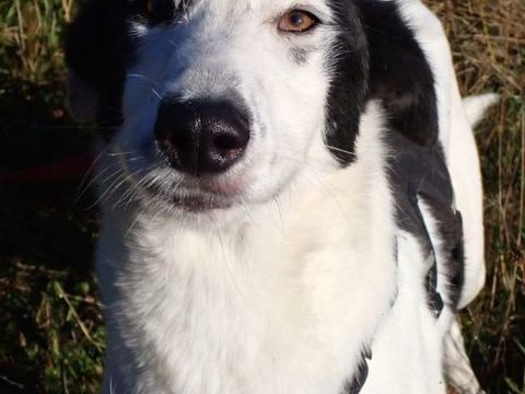 Viking à l'adoption 300 68000 Colmar