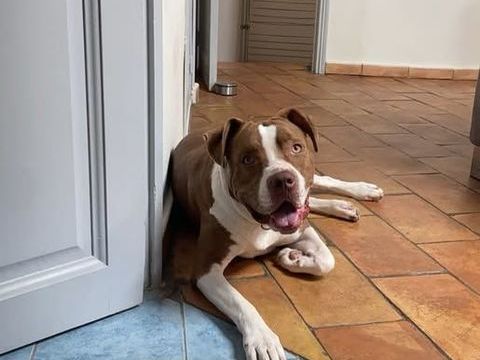 Chien UMM à l adoption 210 84290 Sainte-ccile-les-vignes