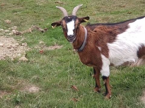 Balta, ch&egrave;vre naine &agrave; adopter 50 44170 Abbaretz