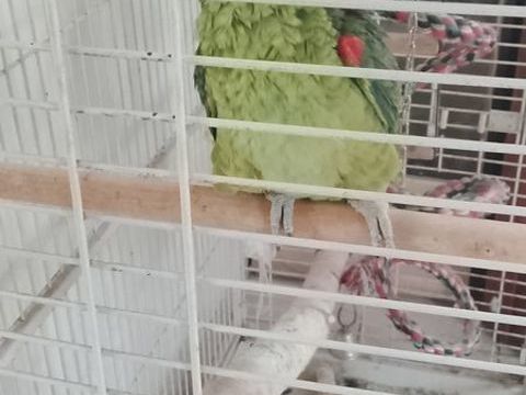 perroquet amazon à front bleu 1500 67390 Bootzheim