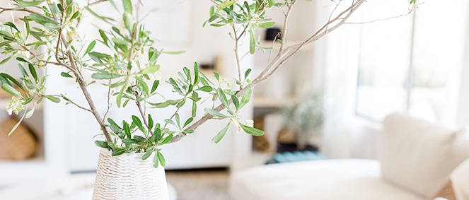 Agence AS DE COEUR IMMO Colmar