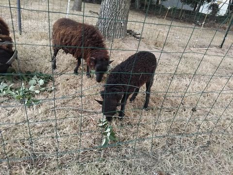 couple moutons d ouessant 70 56300 Pontivy