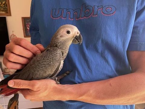 perroquet gris du gabon b&eacute;b&eacute; m&acirc;le 1600 83630 Régusse